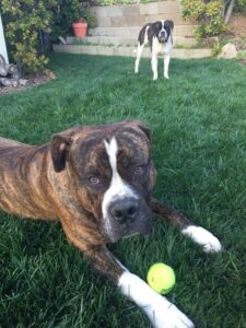 Jack and Macey, the two big dogs