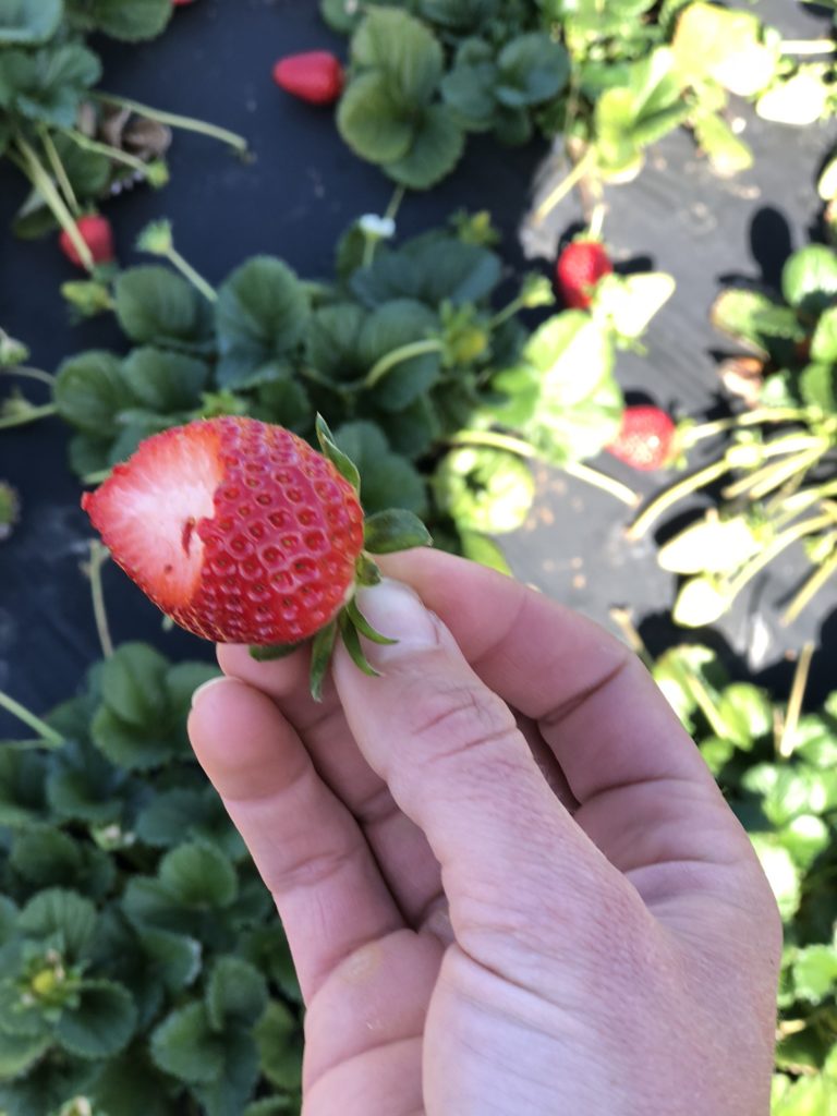 Strawberry Spring Salad with Strawberry Poppyseed Dressing