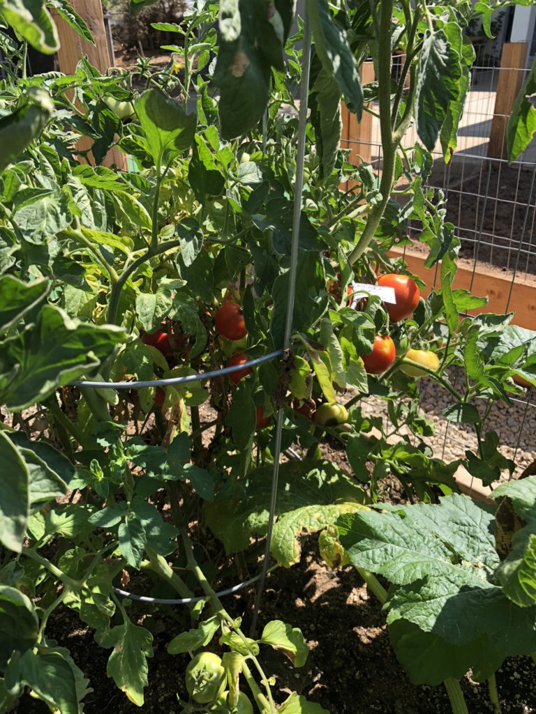 Summer Garden Pico de Gallo