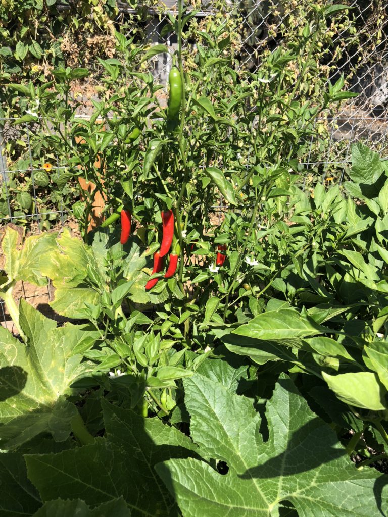 Summer Garden Pico de Gallo